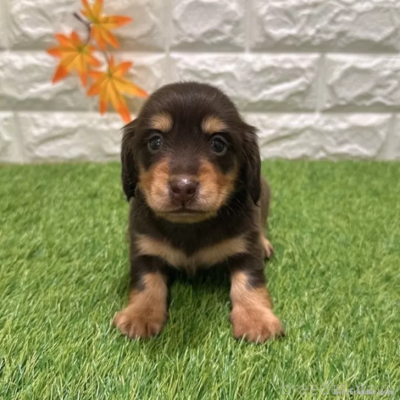 販売中ののミニチュアダックスフンド(ロングヘアード)-427716