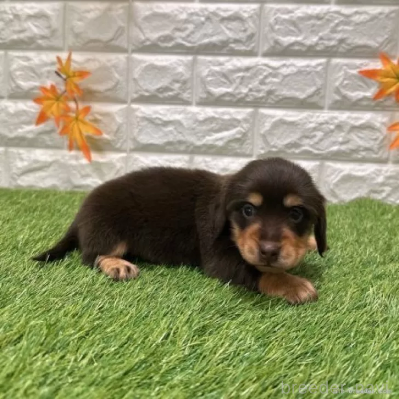 販売中の愛知県のミニチュアダックスフンド(ロングヘアード)-427716の5枚目