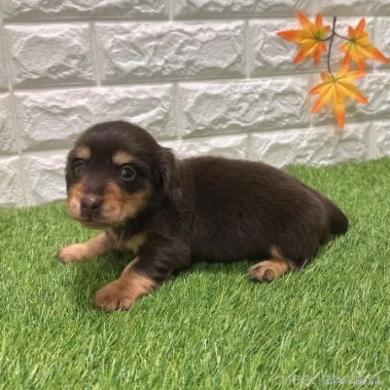 販売中の愛知県のミニチュアダックスフンド(ロングヘアード)-427716の4枚目