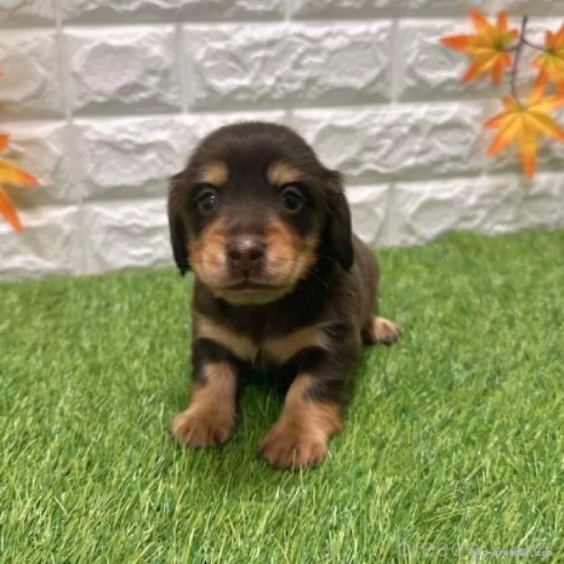 販売中の愛知県のミニチュアダックスフンド(ロングヘアード)-427716の3枚目