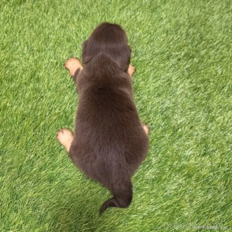 販売中の愛知県のミニチュアダックスフンド(ロングヘアード)-427716の2枚目