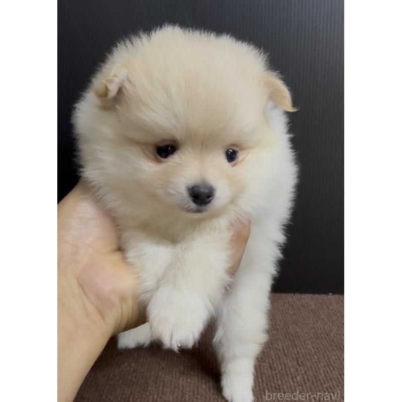 販売中の福岡県のポメラニアン-427717の5枚目