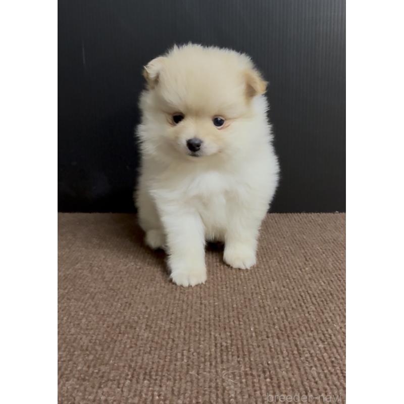 販売中の福岡県のポメラニアン-427717の4枚目