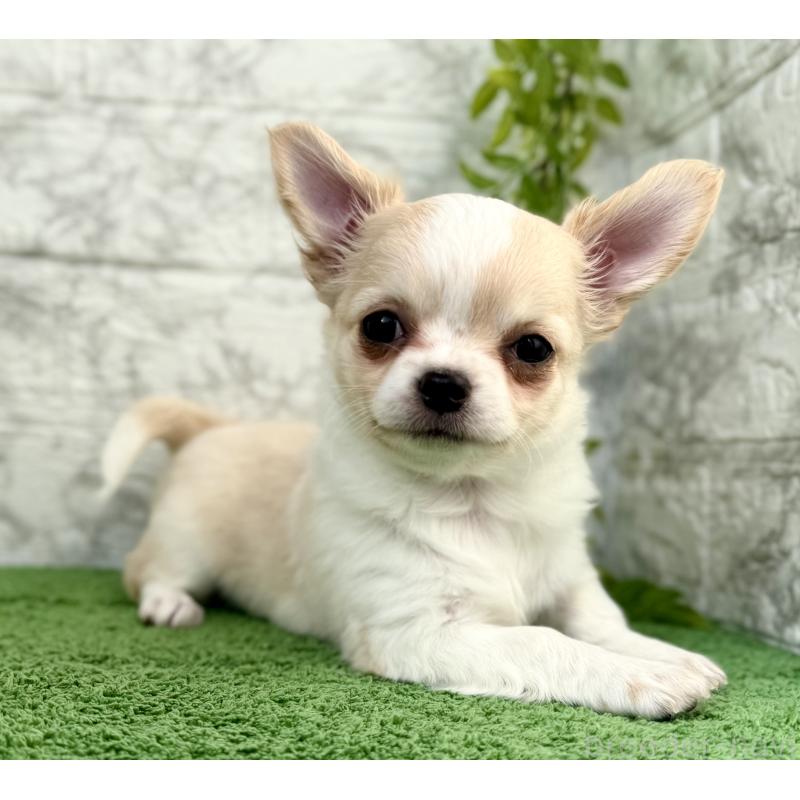 販売中の埼玉県のチワワ(ロングコート)-422567の9枚目