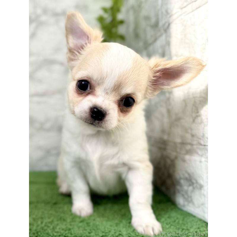 販売中の埼玉県のチワワ(ロングコート)-422567の8枚目