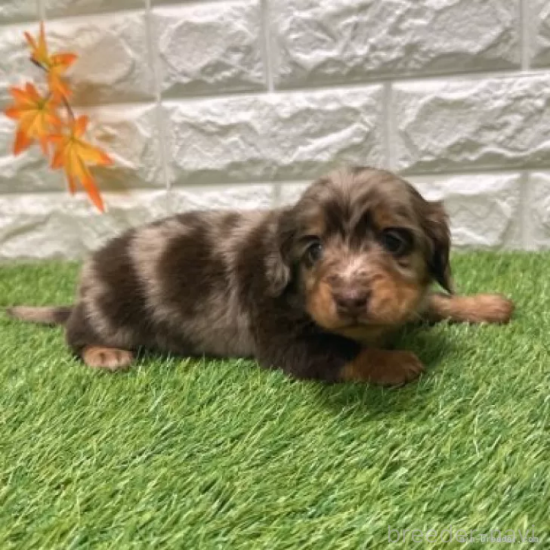 販売中の愛知県のミニチュアダックスフンド(ロングヘアード)-427718の5枚目