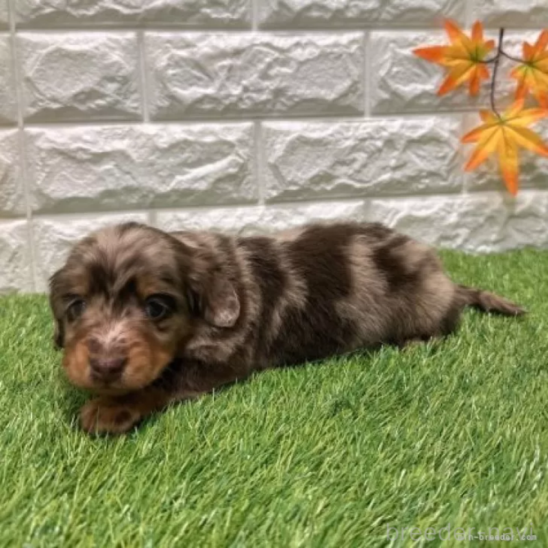 販売中の愛知県のミニチュアダックスフンド(ロングヘアード)-427718の4枚目