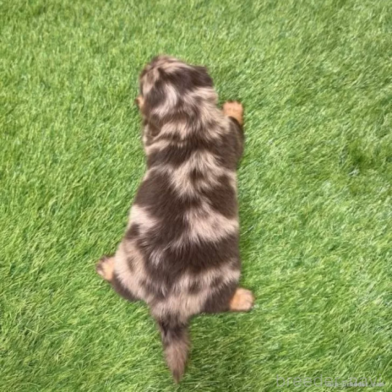 販売中の愛知県のミニチュアダックスフンド(ロングヘアード)-427718の2枚目