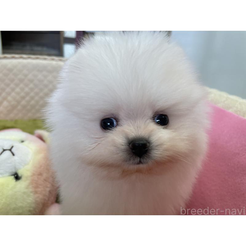 販売中の岐阜県のポメラニアン-427719の11枚目