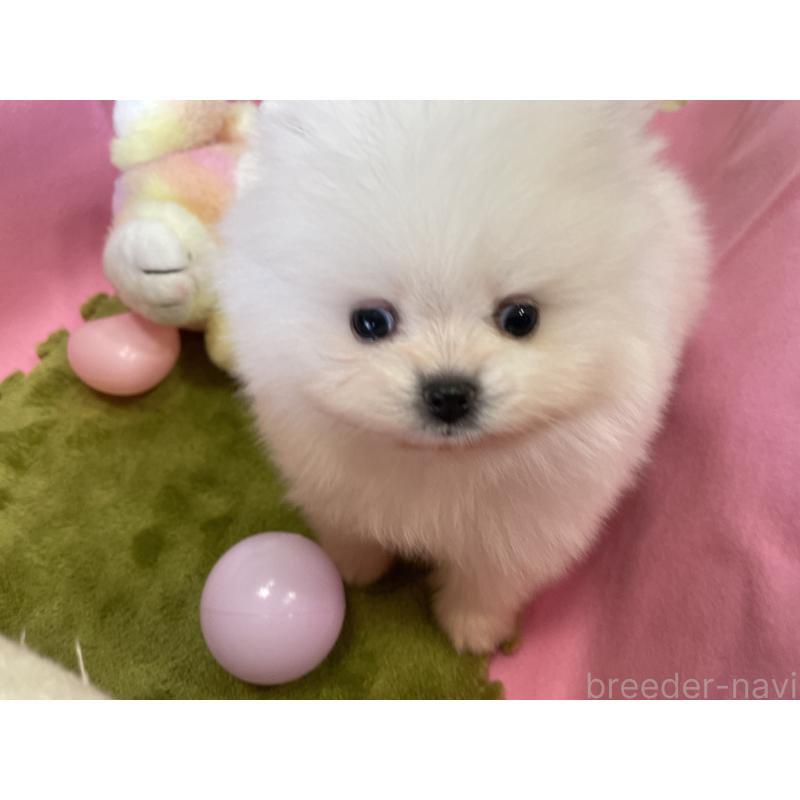 販売中の岐阜県のポメラニアン-427719の10枚目