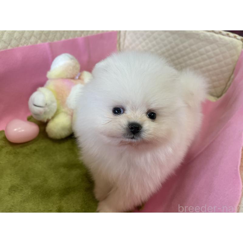 販売中の岐阜県のポメラニアン-427719の9枚目