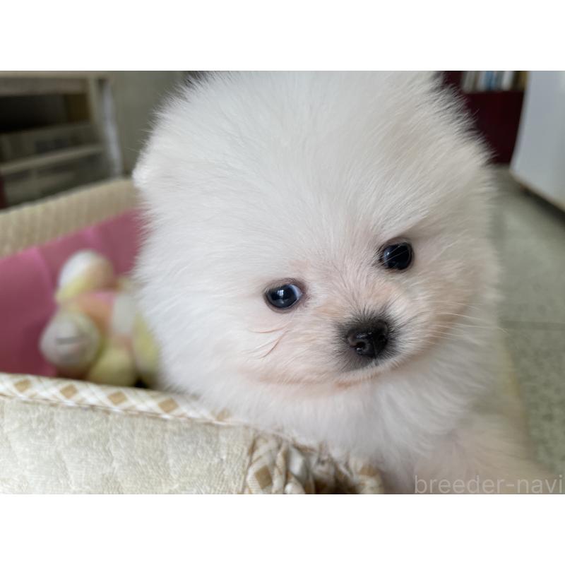 販売中の岐阜県のポメラニアン-427719の8枚目