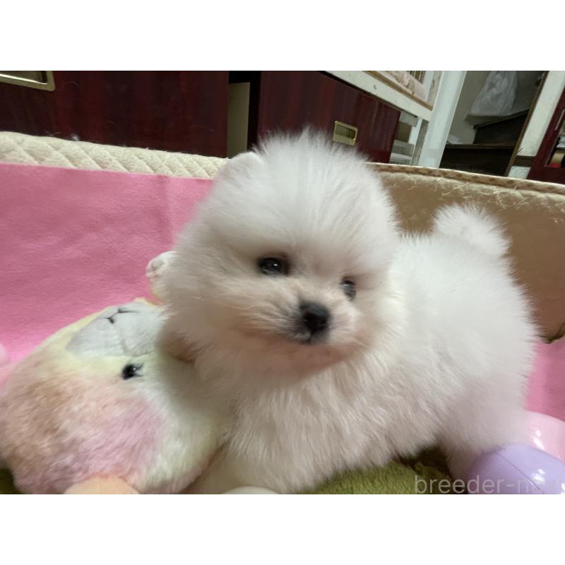 販売中の岐阜県のポメラニアン-427719の6枚目