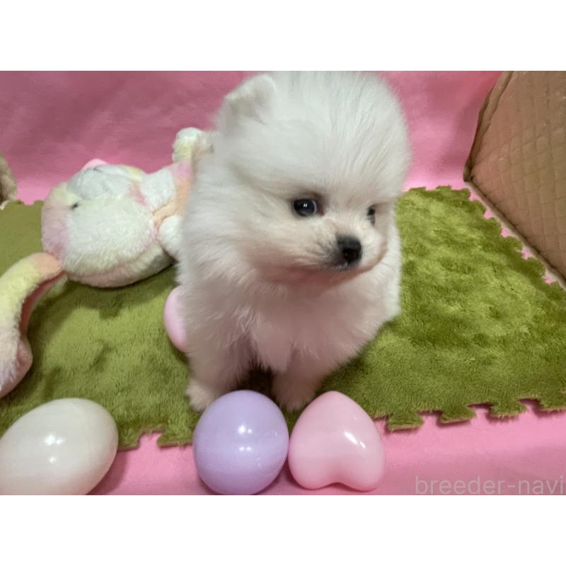 販売中の岐阜県のポメラニアン-427719の5枚目