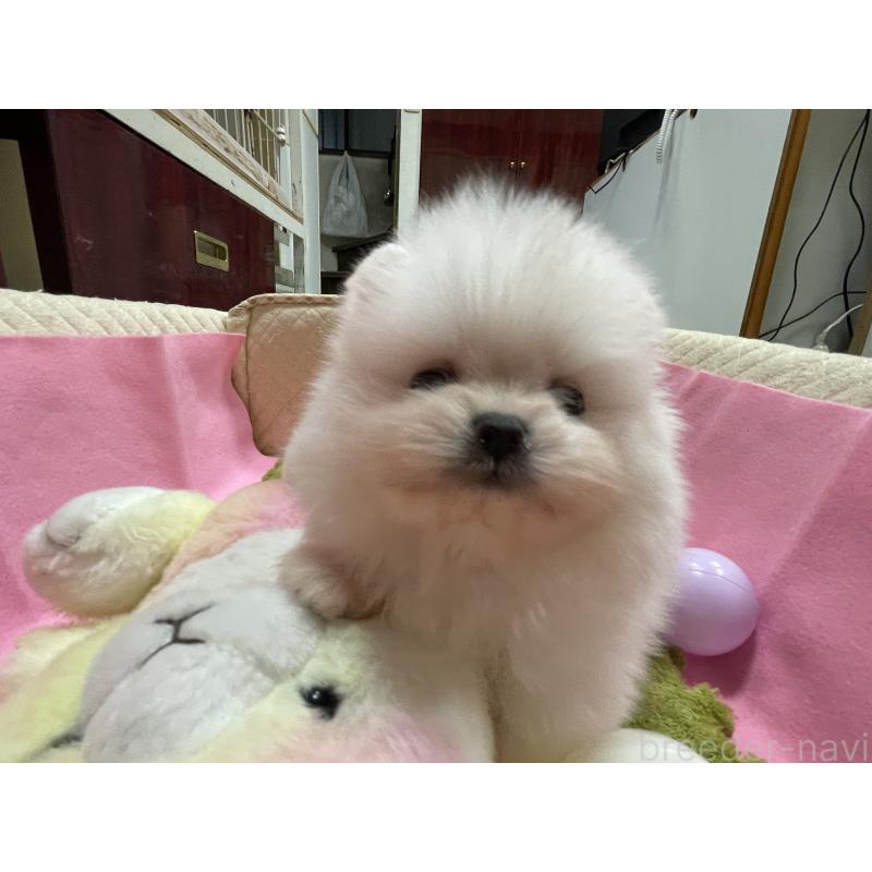 販売中の岐阜県のポメラニアン-427719の3枚目