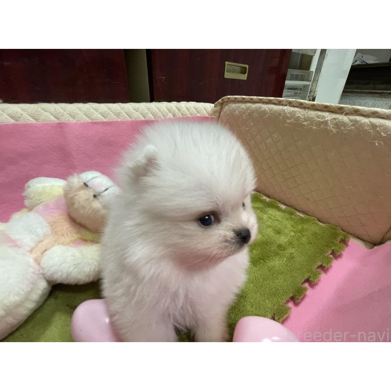 販売中の岐阜県のポメラニアン-427719の2枚目