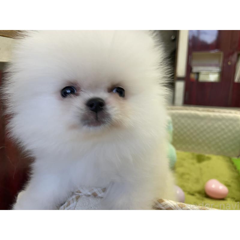 成約済の岐阜県のポメラニアン-422891の3枚目