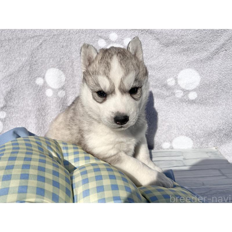 販売中の京都府のシベリアンハスキー-427862の4枚目