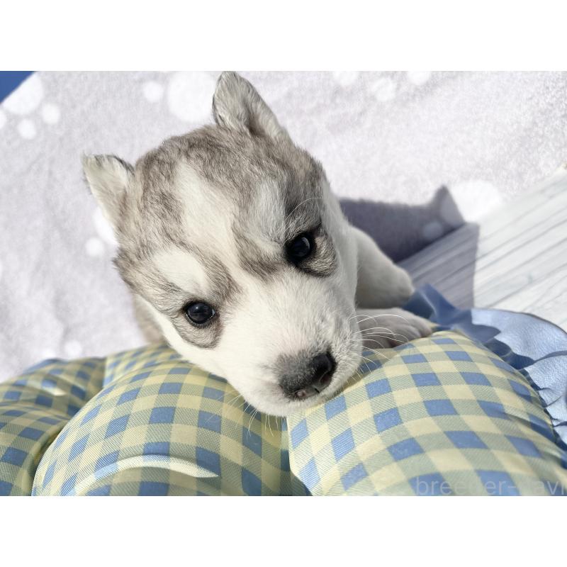 販売中の京都府のシベリアンハスキー-427862の3枚目