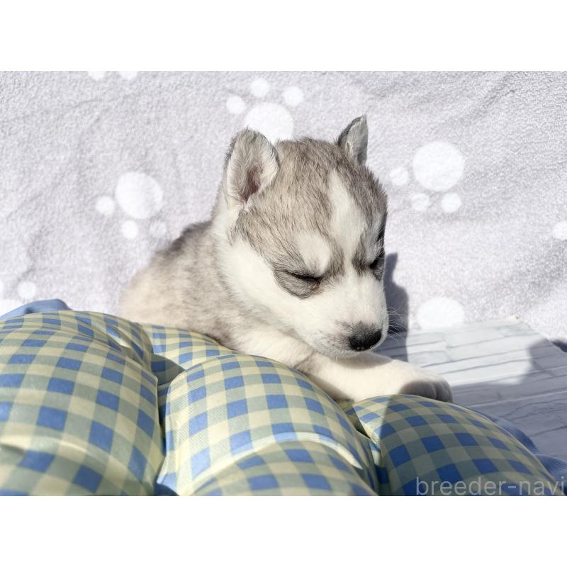 販売中の京都府のシベリアンハスキー-427862の2枚目