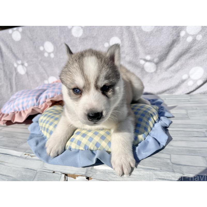 販売中の京都府のシベリアンハスキー-427861の3枚目