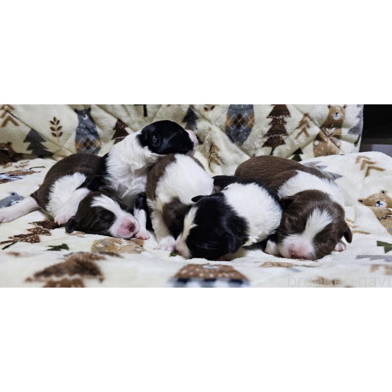 販売中の岩手県のボーダーコリー-427721