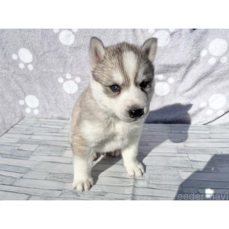 販売中の京都府のシベリアンハスキー-427861の2枚目