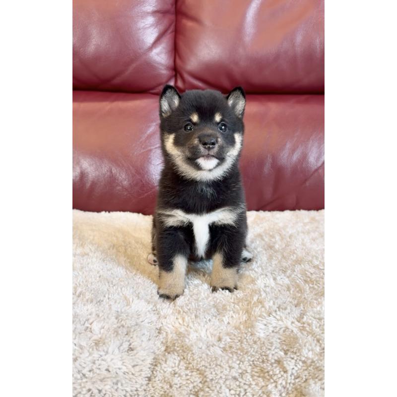 販売中の福岡県の豆柴-427725の5枚目