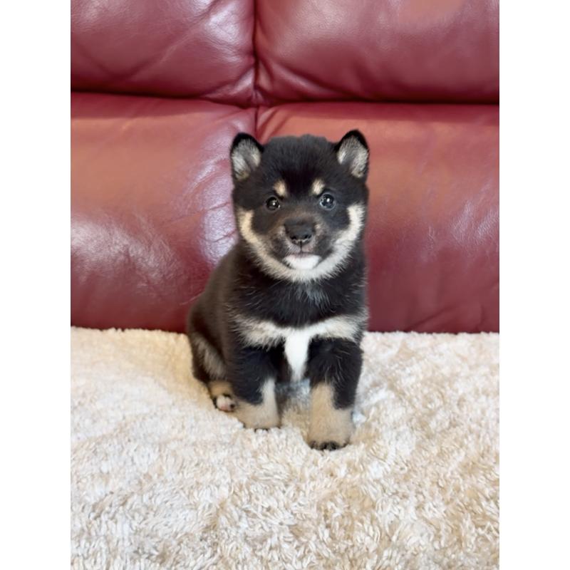 販売中の福岡県の豆柴-427725の4枚目