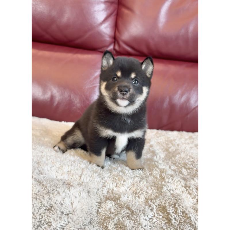 販売中の福岡県の豆柴-427725の3枚目