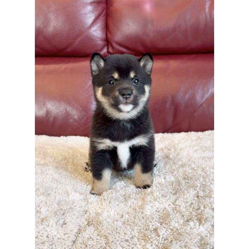 販売中の福岡県の豆柴-427725の2枚目