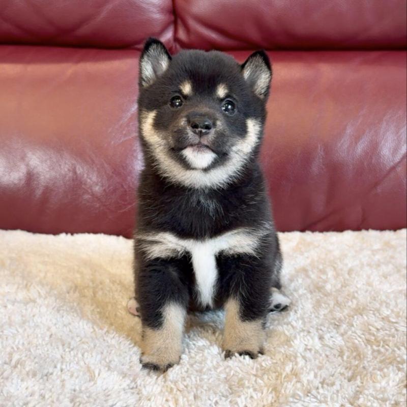 販売中の福岡県の豆柴-427725の1枚目