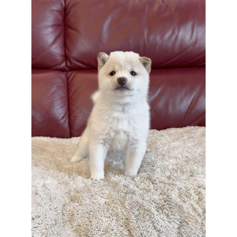 販売中の福岡県の豆柴-427727の5枚目