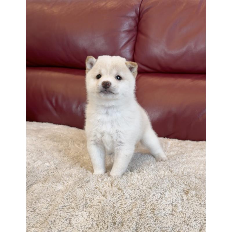 販売中の福岡県の豆柴-427727の4枚目