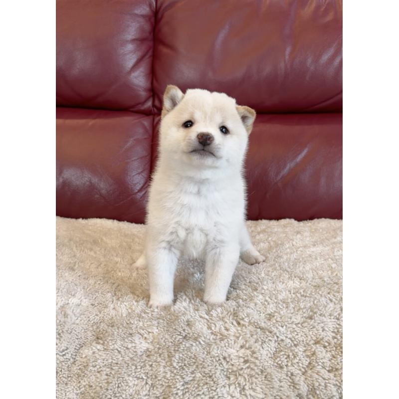 販売中の福岡県の豆柴-427727の3枚目