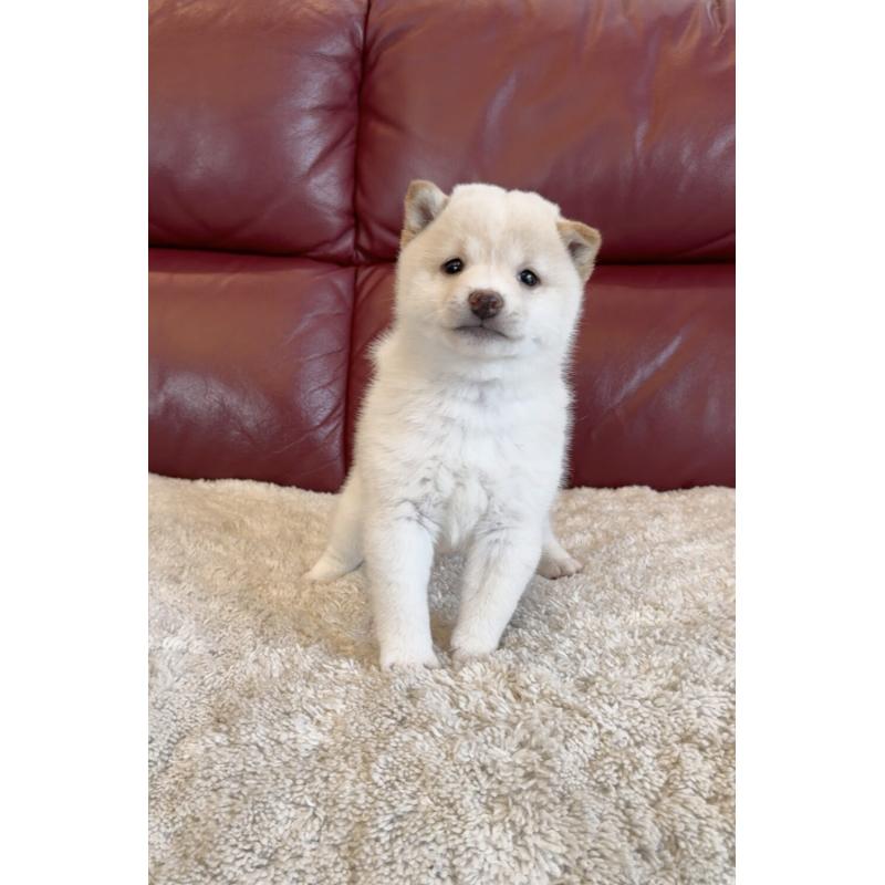 販売中の福岡県の豆柴-427727の2枚目