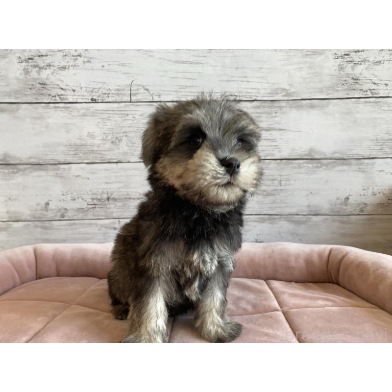 成約済の北海道のマルシュナ:マルチーズ×ミニチュアシュナウザー-422227の5枚目