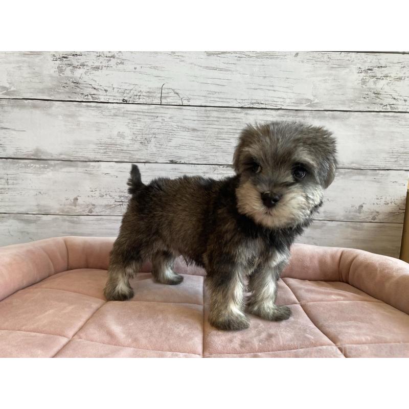 成約済の北海道のマルシュナ:マルチーズ×ミニチュアシュナウザー-422227の4枚目