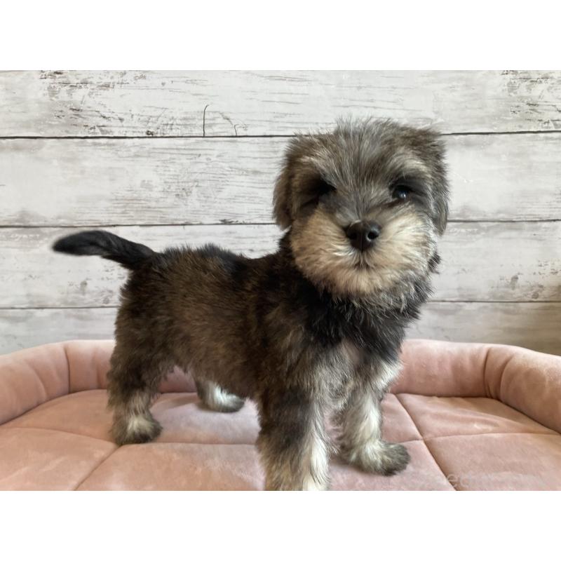 成約済の北海道のマルシュナ:マルチーズ×ミニチュアシュナウザー-422227の3枚目