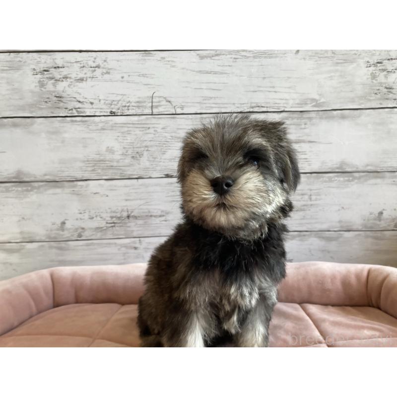 成約済の北海道のマルシュナ:マルチーズ×ミニチュアシュナウザー-422227の2枚目