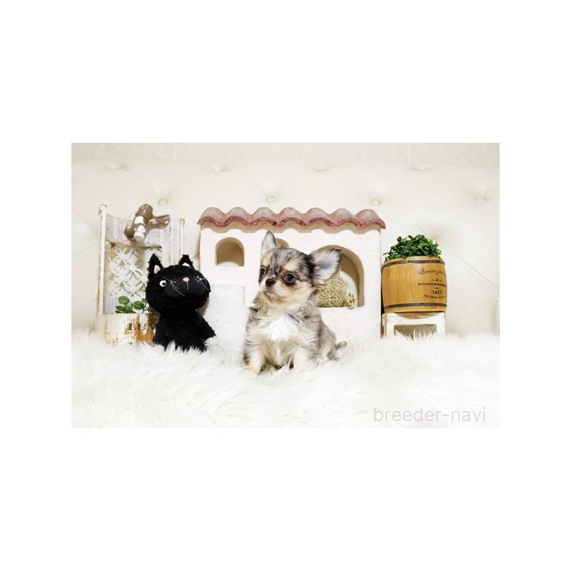 販売中の佐賀県のチワワ(ロングコート)-427728の4枚目