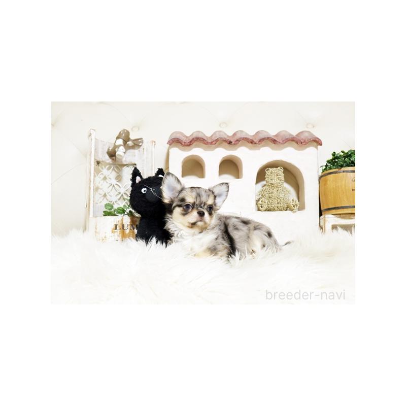 販売中の佐賀県のチワワ(ロングコート)-427728の3枚目