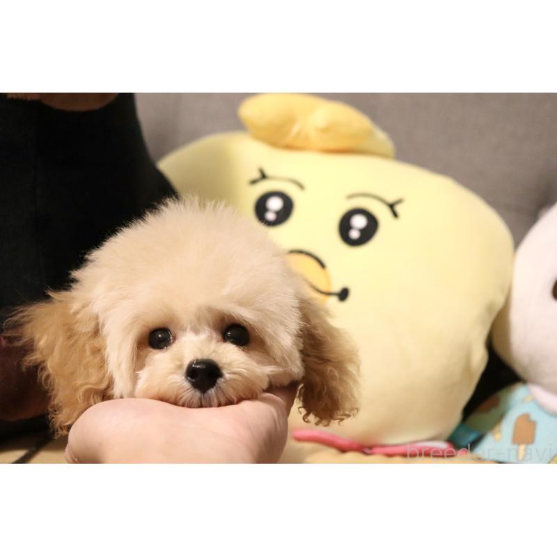 販売中の宮城県のティーカッププードル-423048