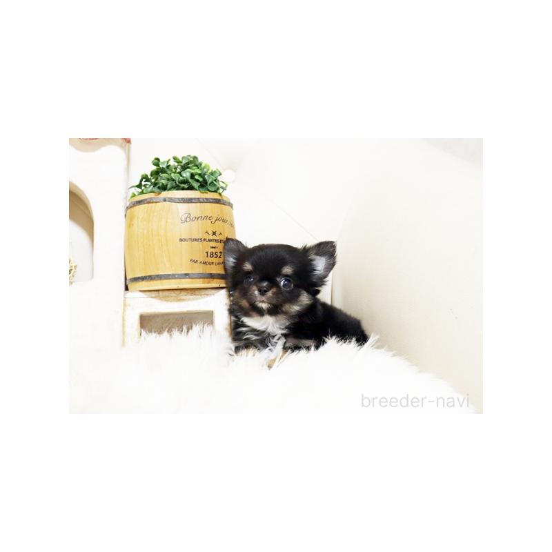 販売中の佐賀県のチワワ(ロングコート)-427729の3枚目