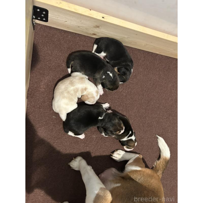 販売中の群馬県のビーグル-427730の3枚目