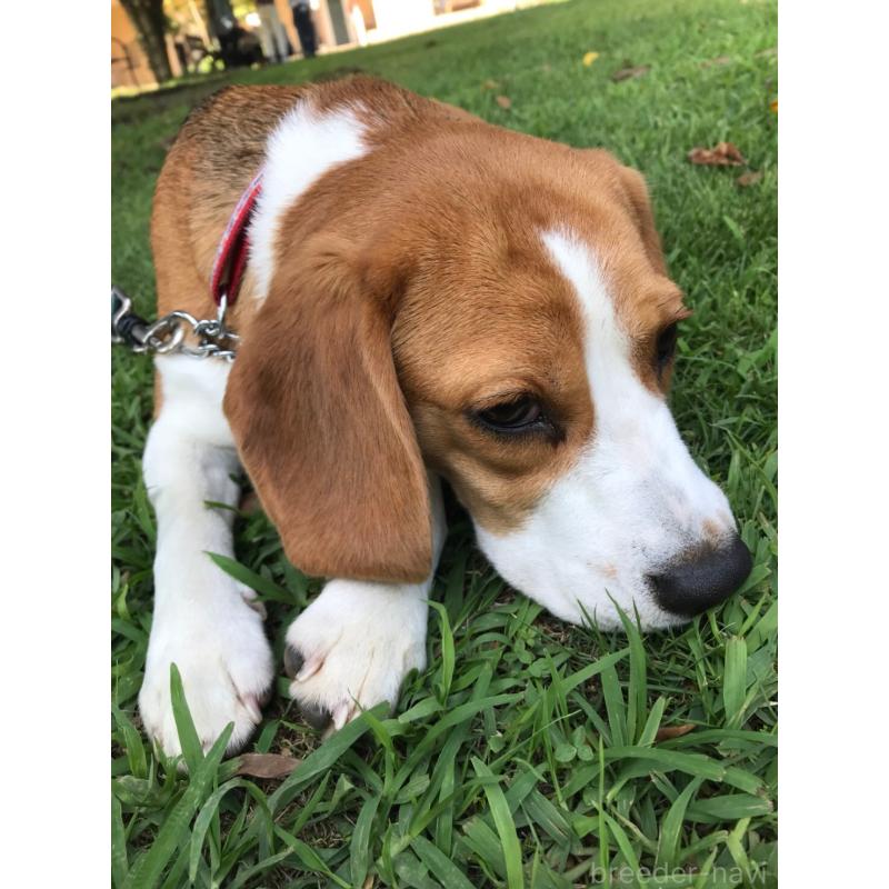 みたらしちゃん1枚目