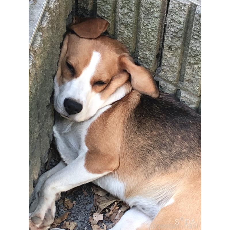 みたらしちゃん1枚目