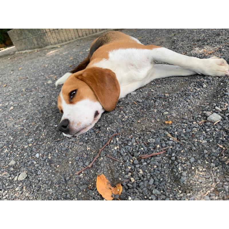 みたらしちゃん1枚目