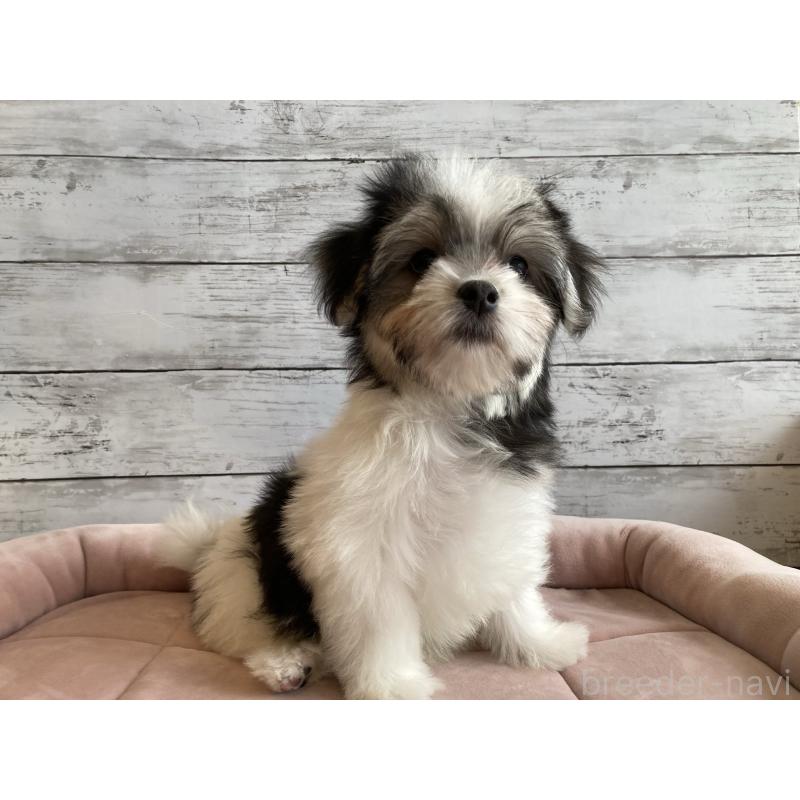 成約済の北海道のチワマル:チワワ×マルチーズ-416106の3枚目