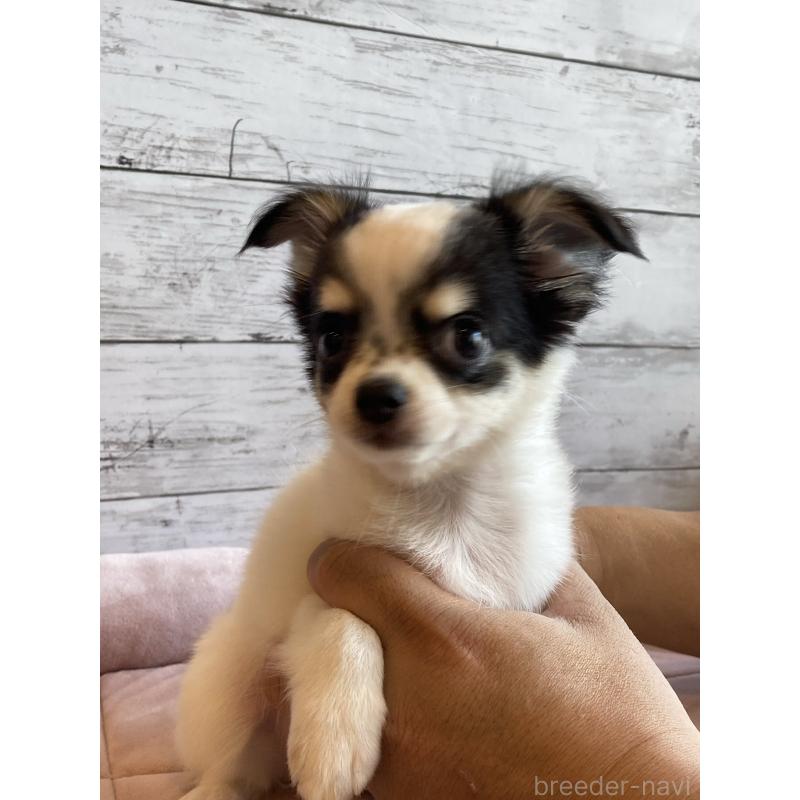 成約済の北海道のチワワ(ロングコート)-419064の2枚目